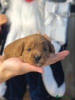 Cavapoo dogs Red F1 Cavapoo Ready to leave 20th December🐾🩵 - Advert 2