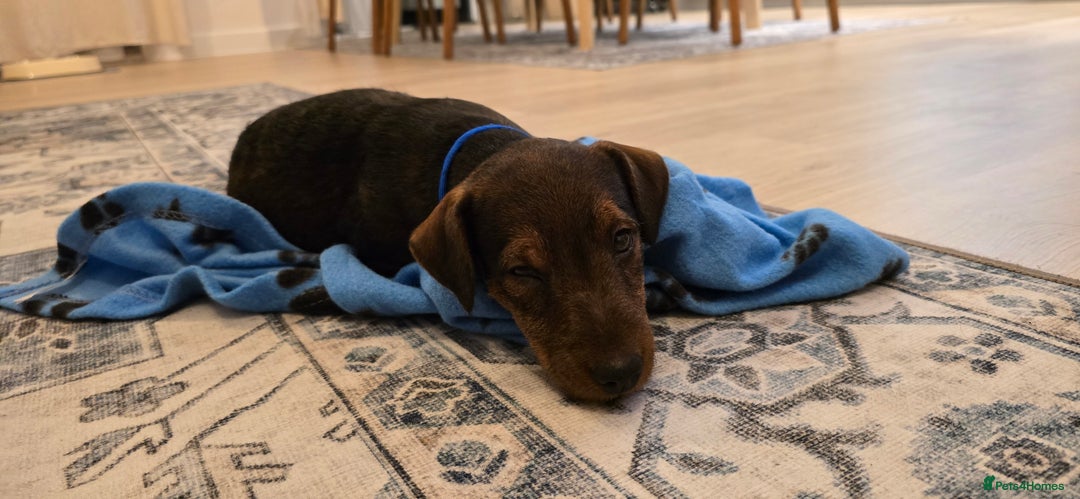 Lakeland Terrier dogs for sale: Lakeland terrier called Chop - Image 3