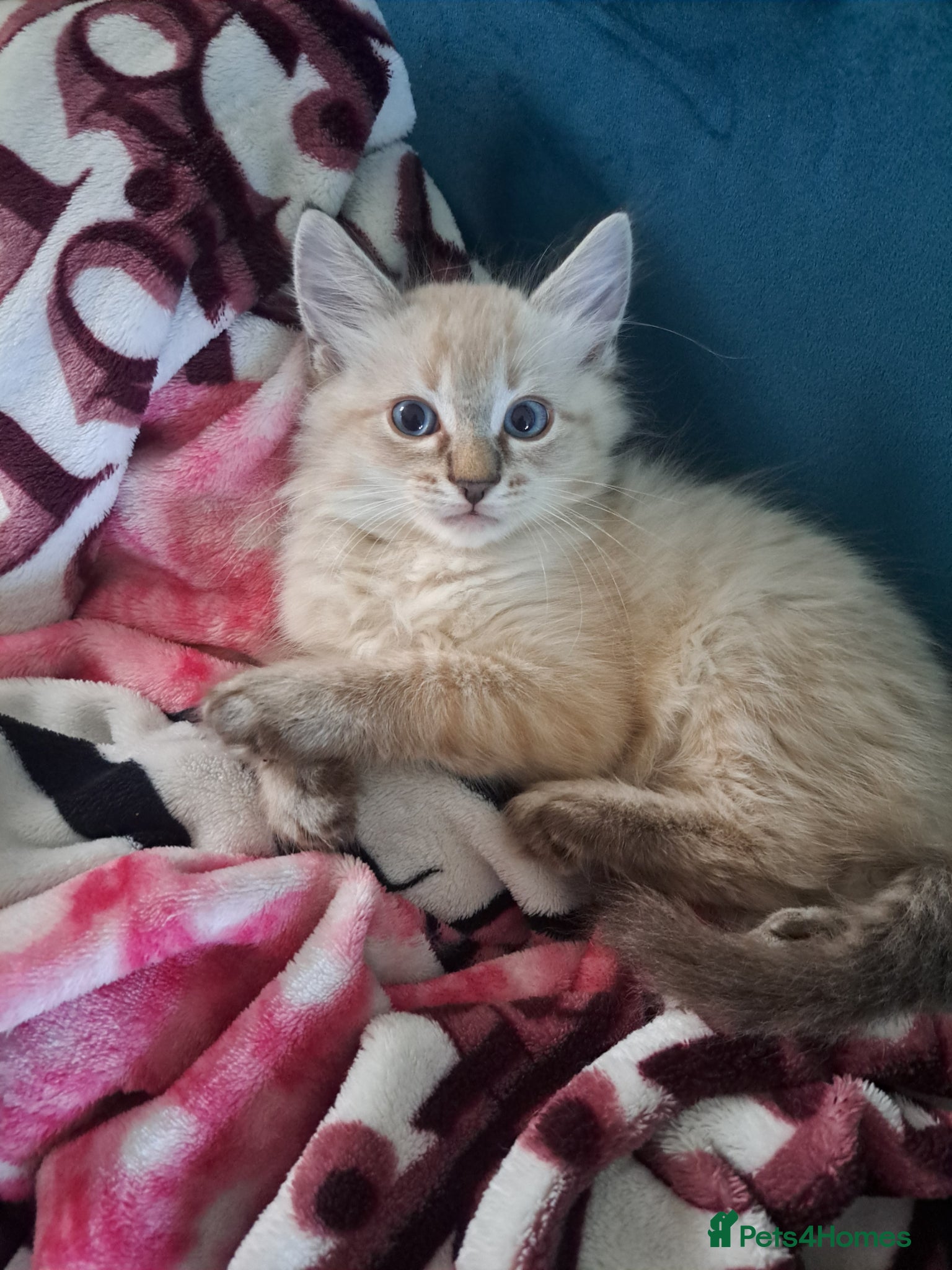 Mixed Breed cats 1 Beautiful blue-eyed boy 😸  - Advert 1