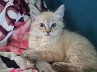 Mixed Breed cats 1 Beautiful blue-eyed boy 😸 - Advert 1