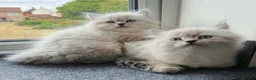 Siberian cats for sale: Siberian Neva Masquerade  - Advert 5