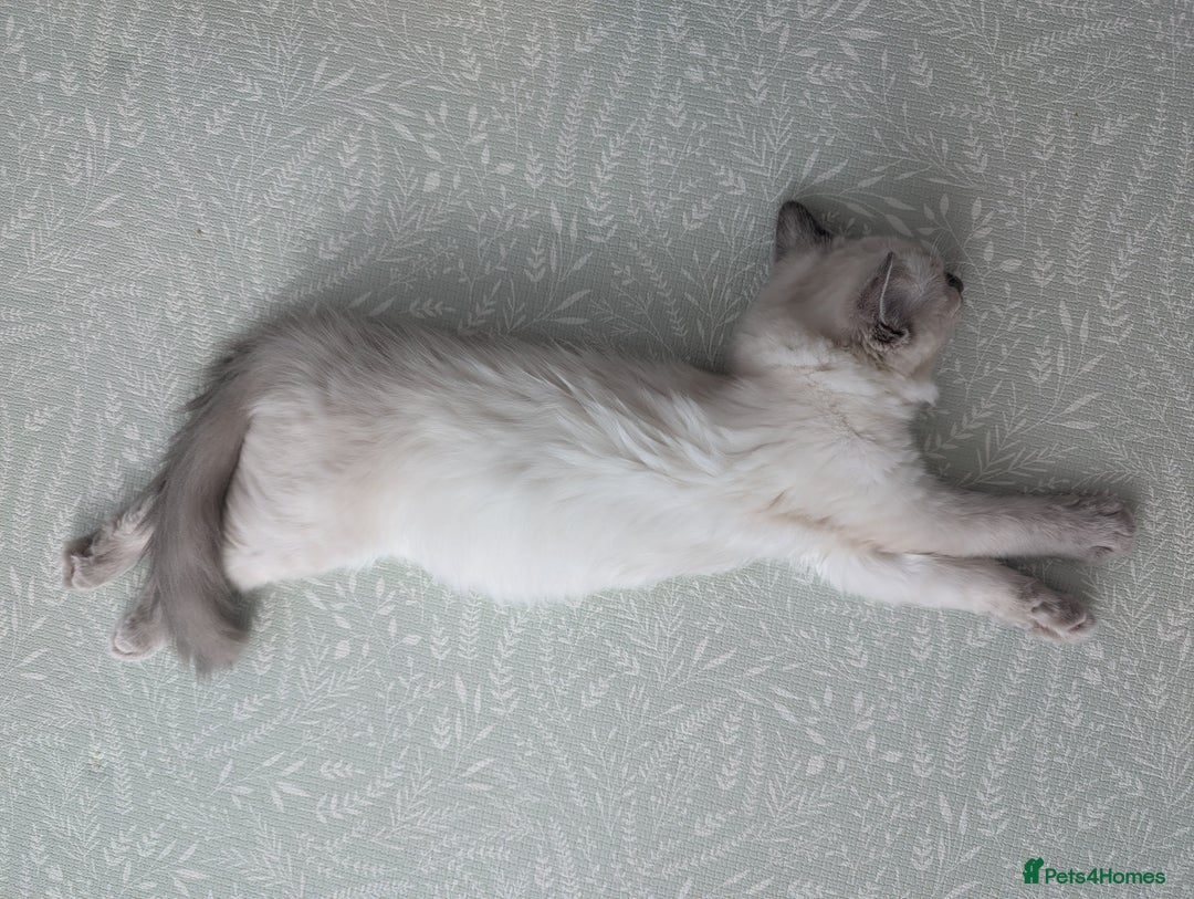 Ragdoll cats for sale: Male Ragdoll Seeks Loving Home💙 - Image 7