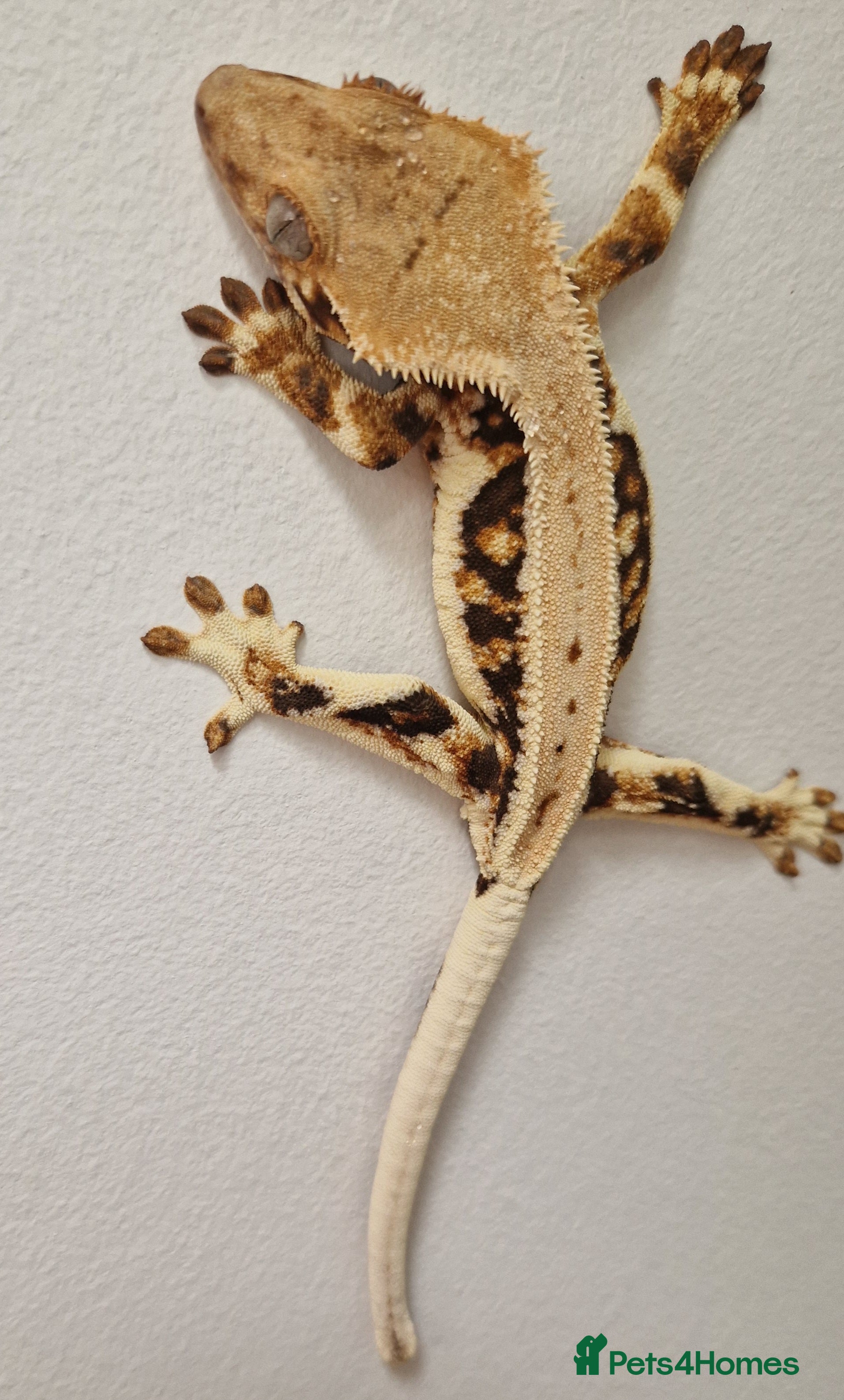 Gecko reptiles lily white crested geckos for sale - Advert 20