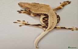 Gecko reptiles for sale: lily white crested geckos for sale - Image 6