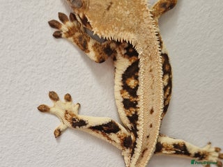 Gecko reptiles lily white crested geckos for sale - Advert 20