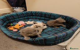 Russian Blue cats for sale: 3 angel's looking for best homes  - Image 1