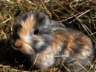 Mini Lop rabbits mini lop babies - Advert 7