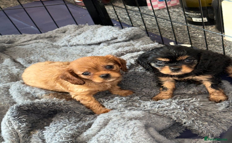 Cavalier King Charles Spaniel dogs - Advert 1