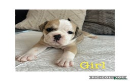Olde English Bulldogge dogs for sale: 7 olde English bulldogs puppies - Image 6