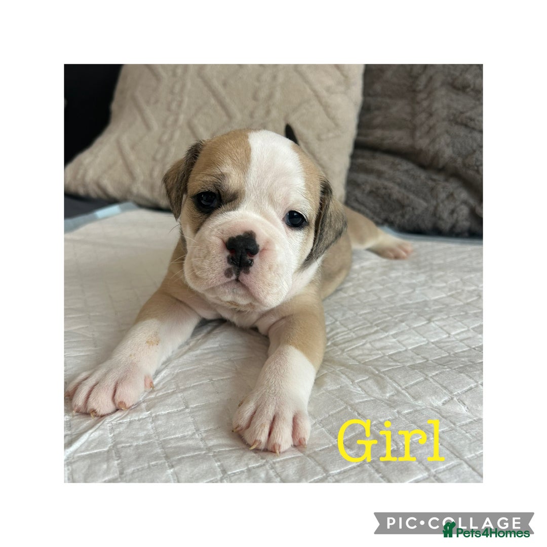 Olde English Bulldogge dogs for sale: 7 olde English bulldogs puppies - Image 6