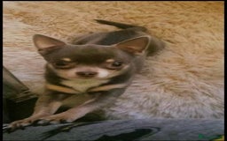 Chihuahua dogs for sale: Stunning smooth coat chihuahua puppies  - Image 23
