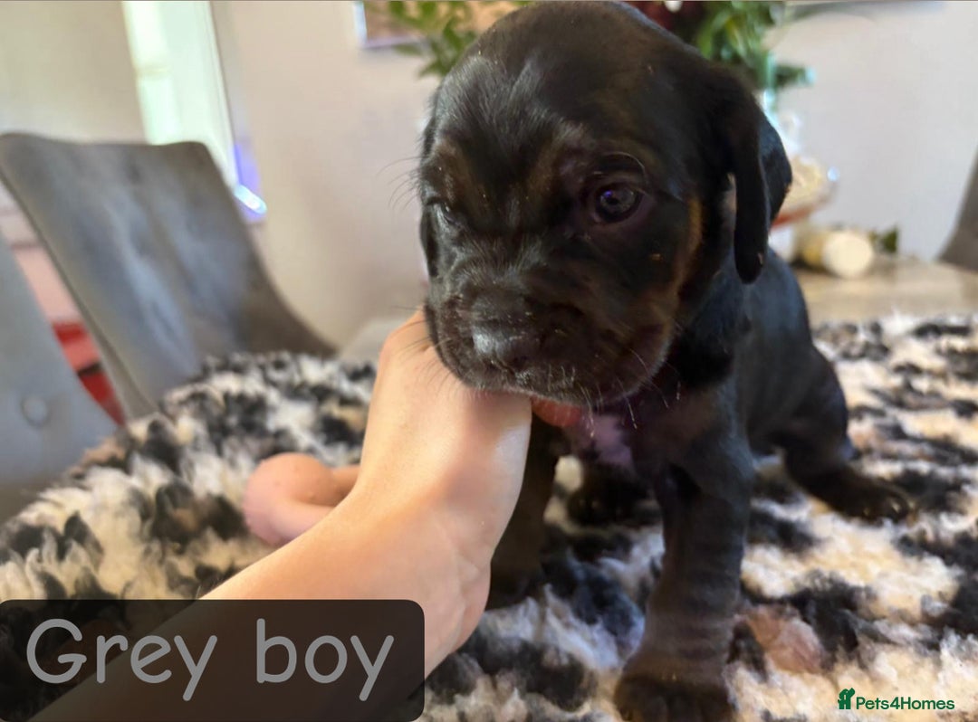 Mixed Breed dogs for sale: Cocker Spaniel cross Labrador - Image 2