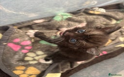 Domestic Shorthair cats for sale: Gorgeous kittens for sale. - Image 8