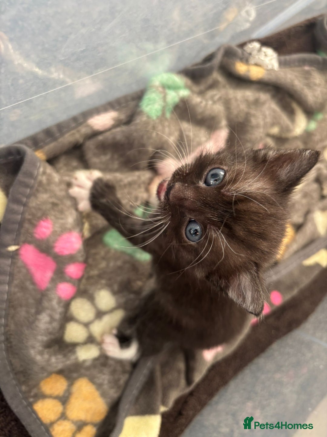Domestic Shorthair cats for sale: Gorgeous kittens for sale. - Image 8