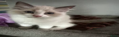 Ragdoll 1