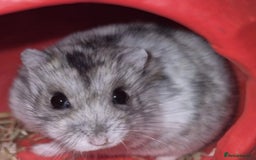 Hamster rodents for sale: FREE 2 x dwarf hamsters - Image 1