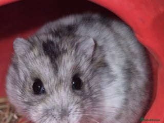 Hamster rodents - Advert 1