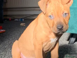 Mixed Breed dogs American bully puppy - Advert 4
