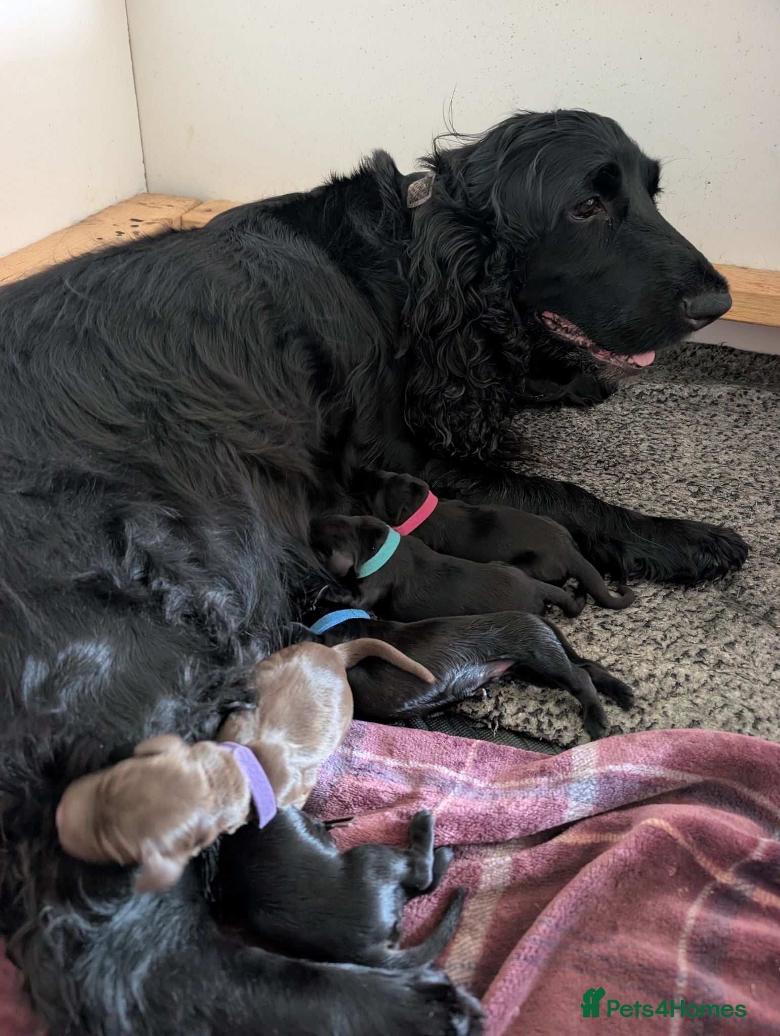 Field Spaniel dogs *Field Spaniel Puppies* Rare British Breed  - Advert 2