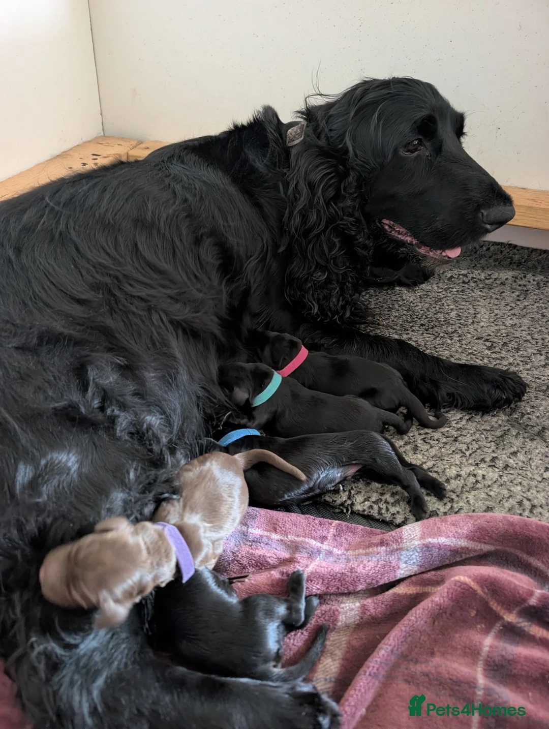 Field Spaniel dogs for sale: *Field Spaniel Puppies* Rare British Breed  - Advert 2