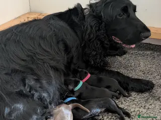 Field Spaniel dogs *Field Spaniel Puppies* Rare British Breed - Advert 1