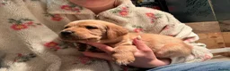 Labrador Retriever dogs for sale: READY NOW one gorgeous girl left!  - Advert 13