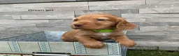 Cocker Spaniel dogs for sale: Hereditary clear working cocker spaniels in Ingatestone - Advert 14