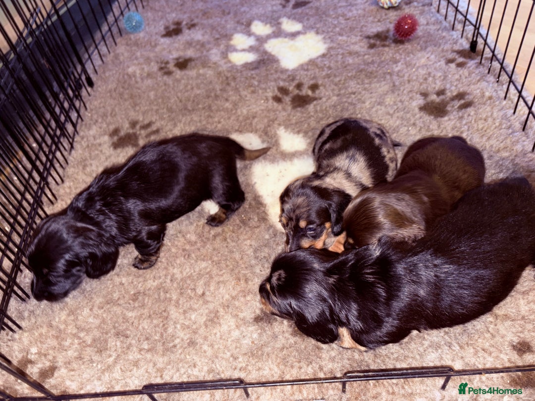 Miniature Dachshund dogs for sale: Miniature dachshund (long haired & short hair) - Image 9