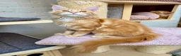 Maine Coon cats for sale: TICA Pedigree Massive Red Kittens - Advert 12