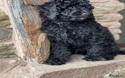 Mini Goldendoodle dogs for sale: Stunning mini F1bb Goldendoodles - Image 6