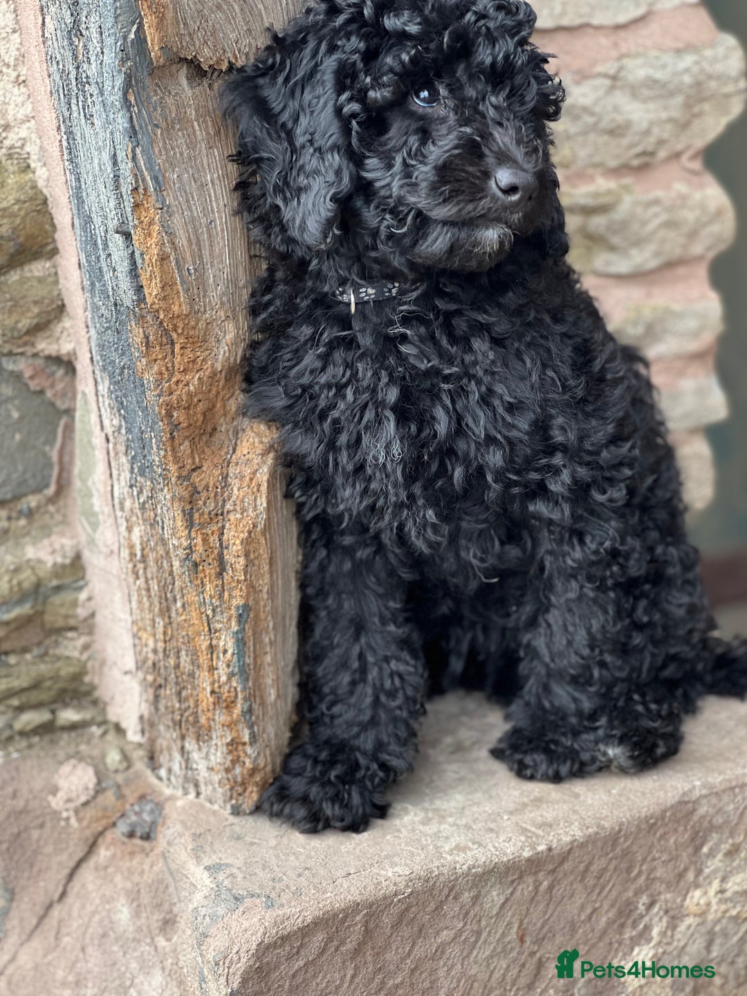 Mini Goldendoodle dogs for sale: Stunning mini F1bb Goldendoodles - Image 6