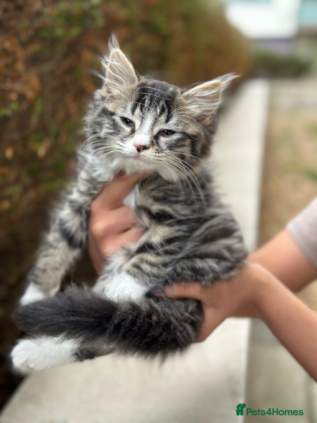 Mixed Breed cats for sale: Fluffy cute kittens available  - Image 7