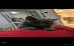 British Shorthair cats for sale: Beautiful chunky british shorthair kittens - Image 1