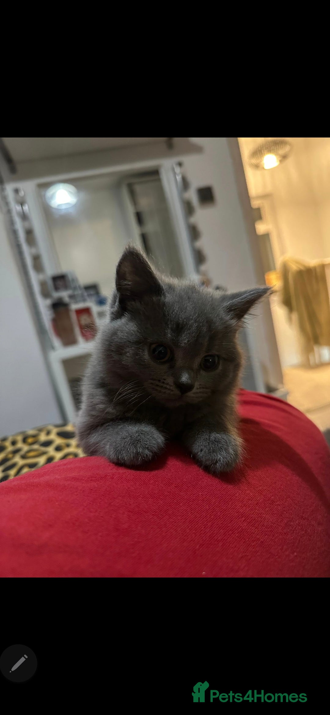British Shorthair cats for sale: Beautiful chunky british shorthair kittens - Image 1
