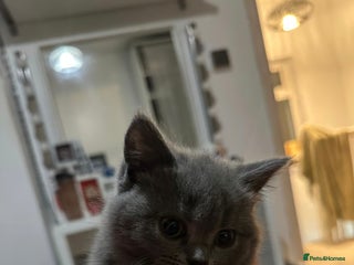 British Shorthair cats for sale - Advert 1