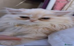 Persian cats for sale: Cream rose and white exotic Persian iittens - Image 1
