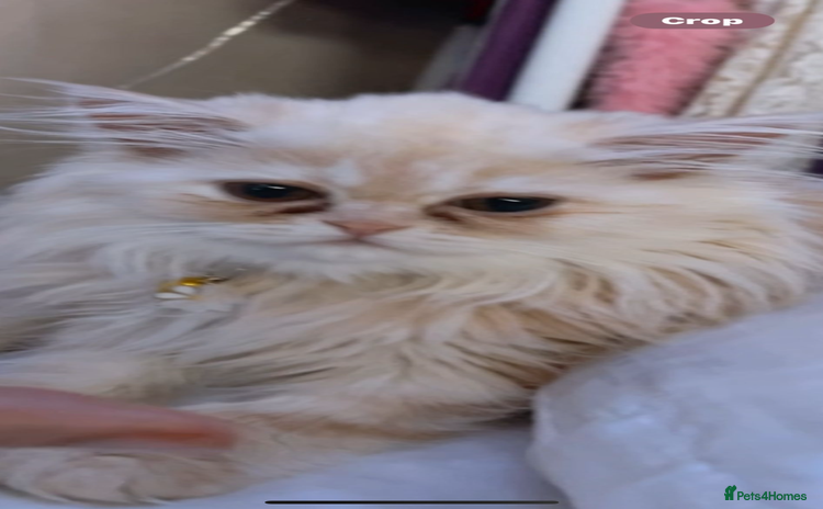 Persian cats - Advert 13