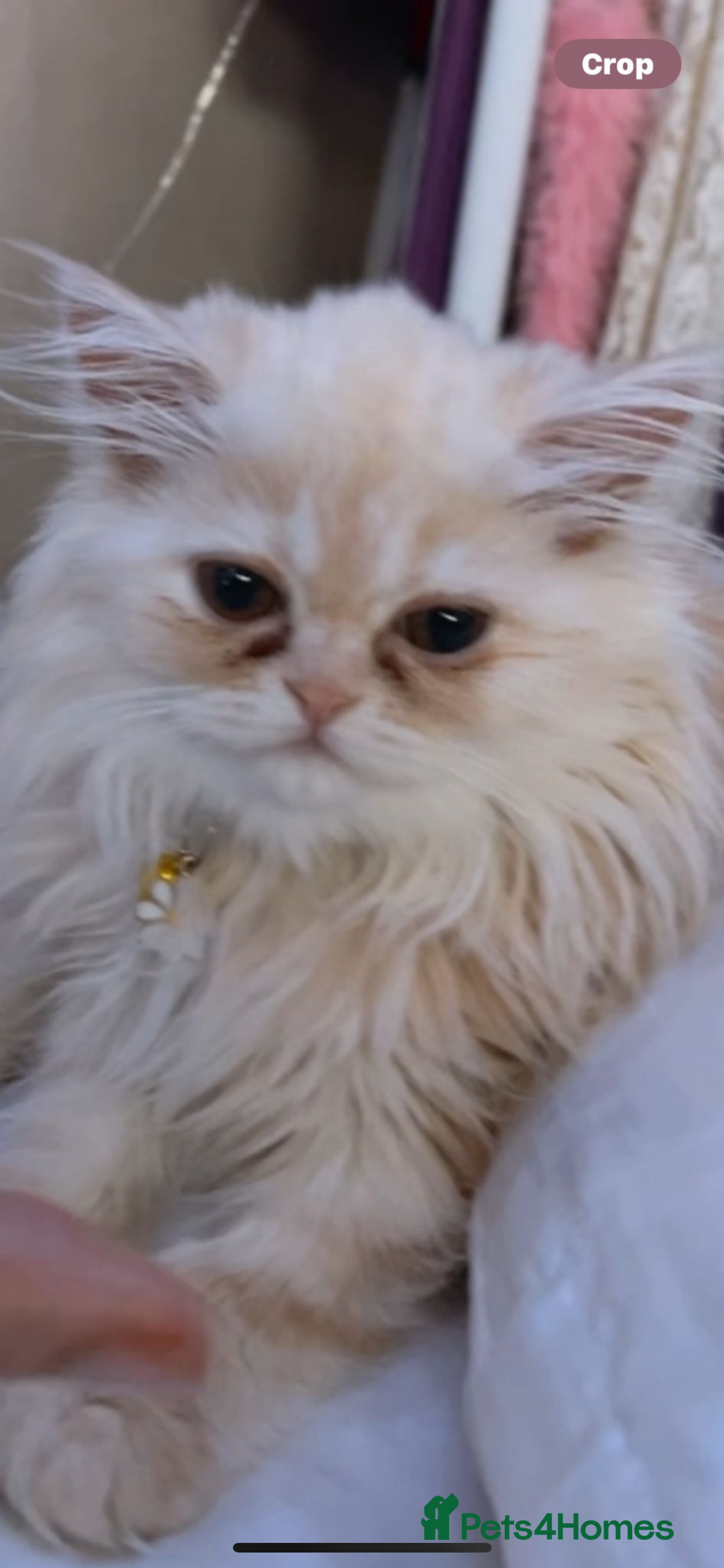 Persian cats for sale: Cream rose and white exotic Persian iittens - Image 1