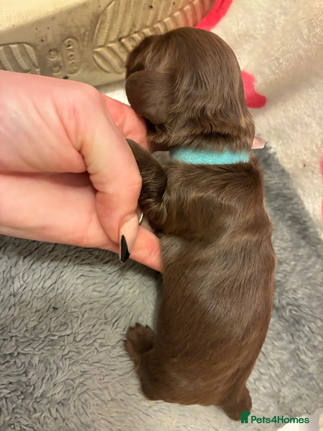 Miniature Dachshund dogs for sale: Longhaired Minature Dachshund - Advert 2