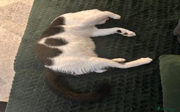 Domestic Shorthair cats for sale: Beautiful Domestic Cats-Mum,Dad&3 Adorable Kittens - Image 17