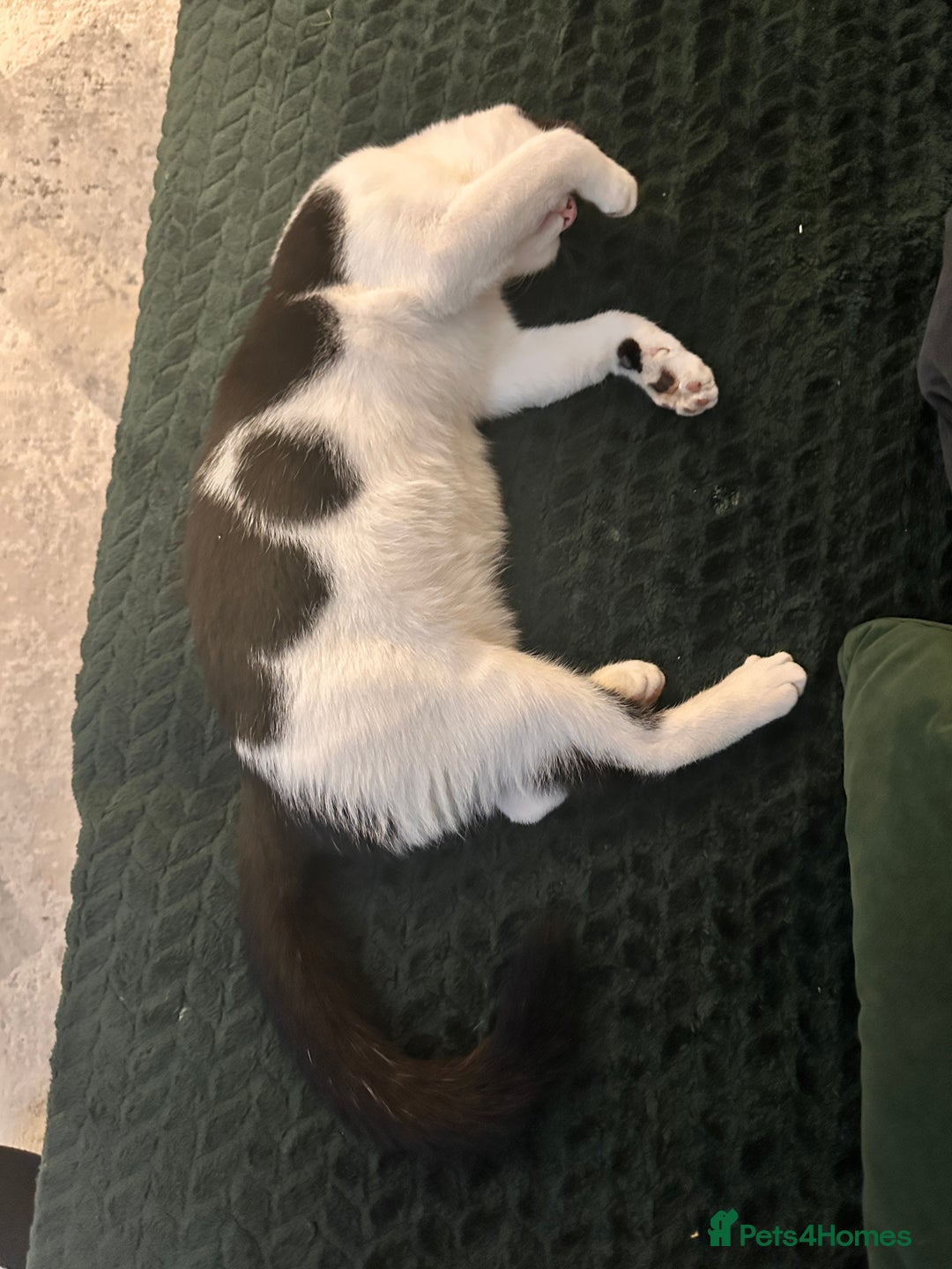 Domestic Shorthair cats for sale: Beautiful Domestic Cats-Mum,Dad&3 Adorable Kittens - Image 17