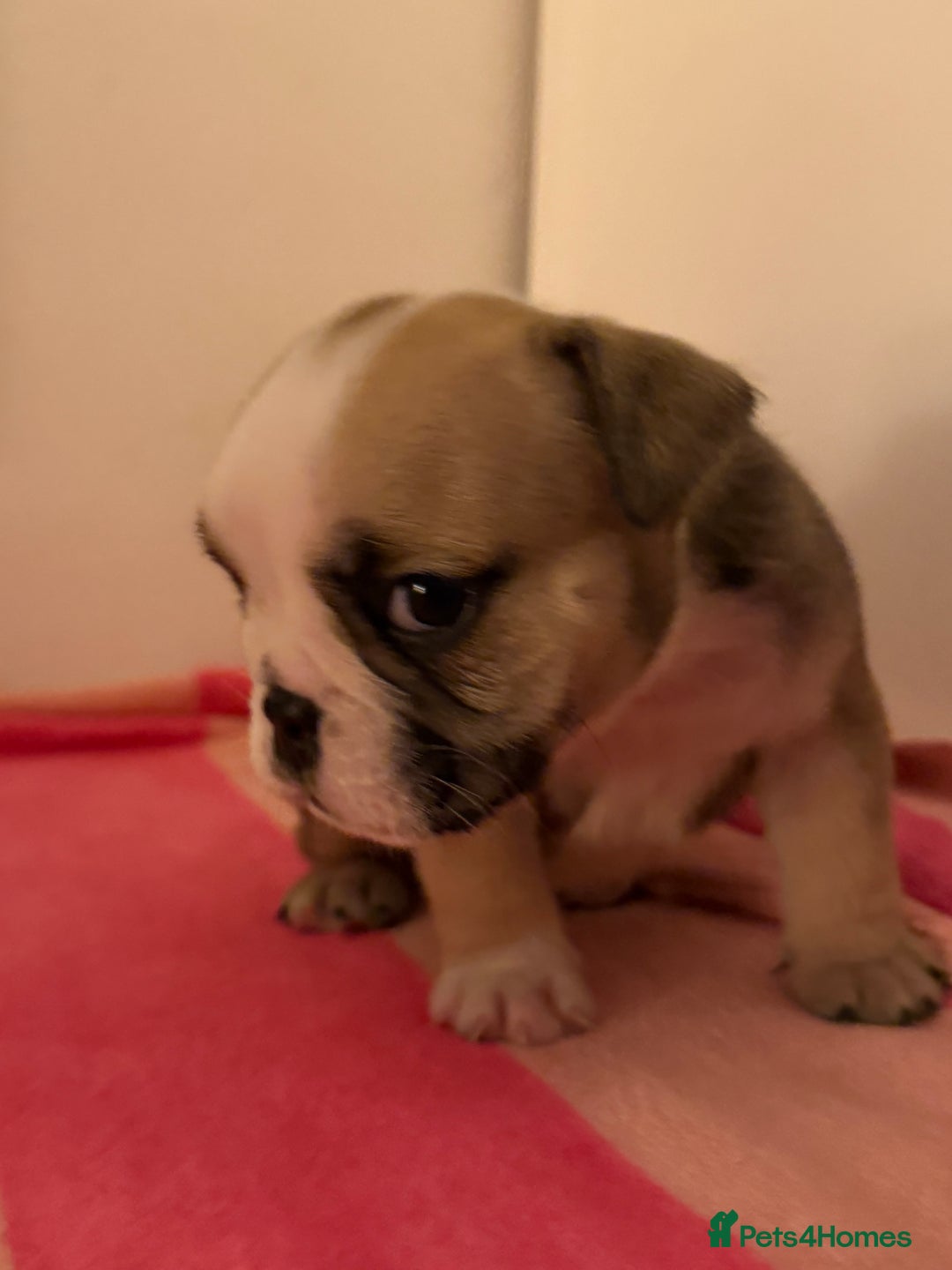 English Bulldog dogs for sale: Amazing British bulldogs  - Image 3