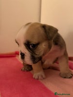 English Bulldog dogs - Advert 5