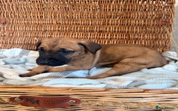 Mixed Breed dogs for sale: Came Corso X Puppies - Image 10