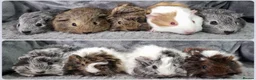 Guinea Pig rodents for sale: Adorable Baby Guinea Pigs - Advert 1