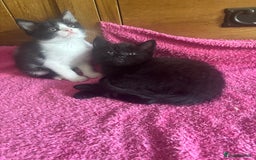 Mixed Breed cats for sale: Ready!!!! Mixed British shorthair kittens - Image 13