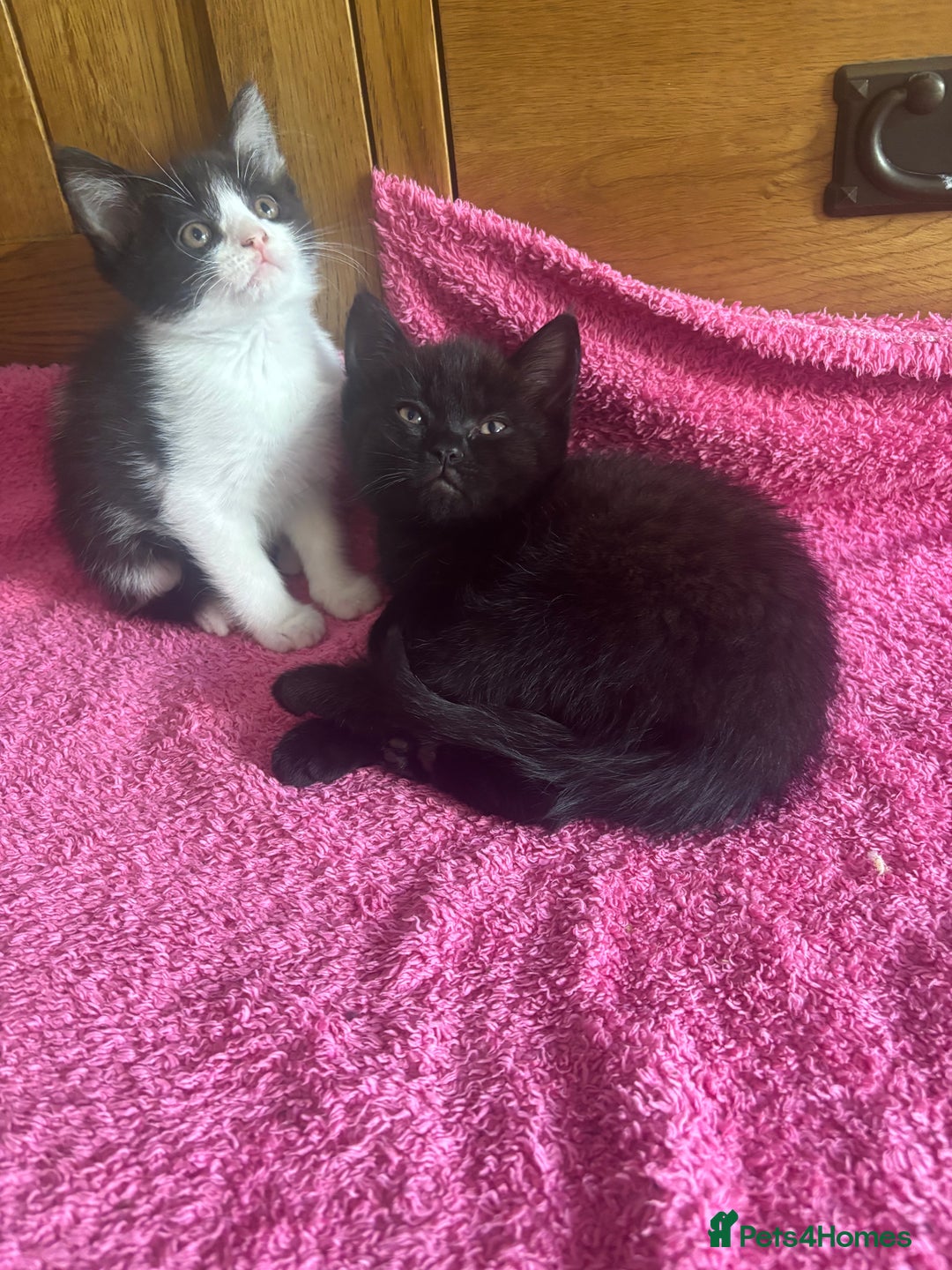 Mixed Breed cats for sale: Ready!!!! Mixed British shorthair kittens - Image 13