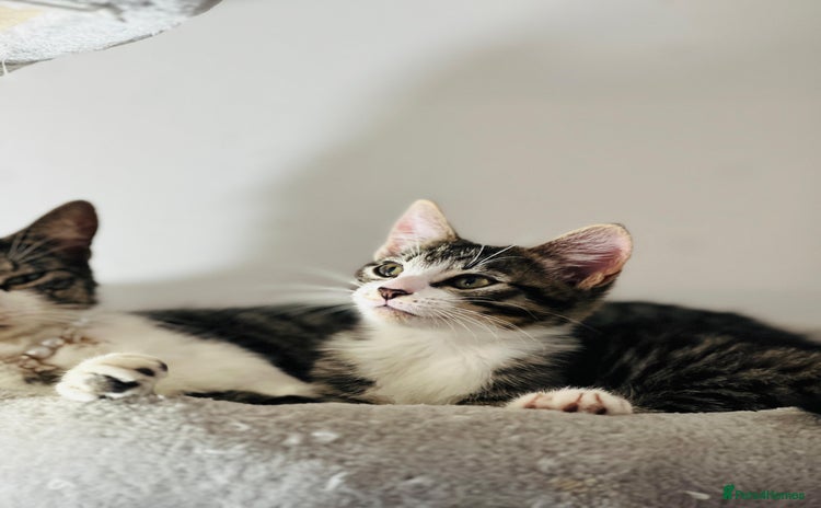 Domestic Shorthair cats for sale - Advert 1