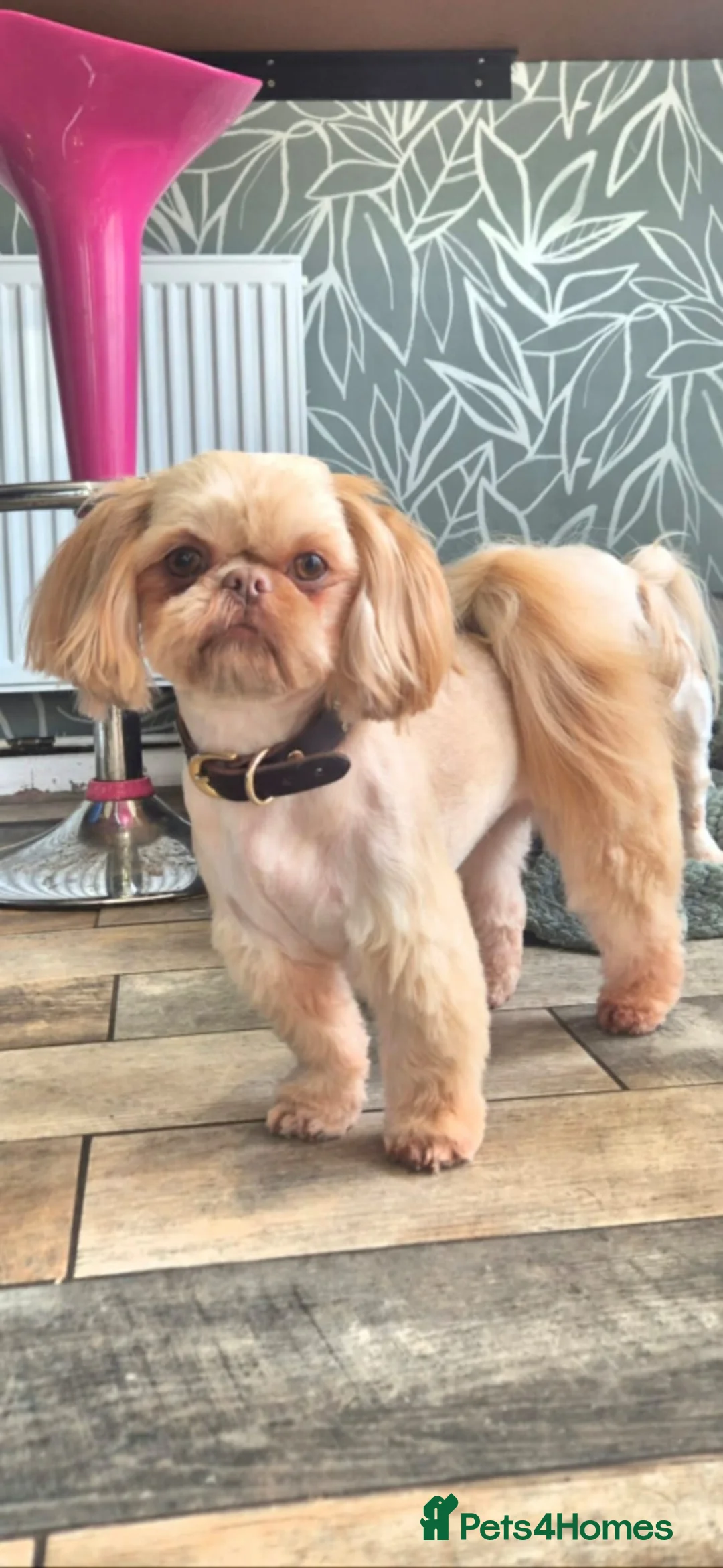 Shih Tzu dogs for sale: Shih-tzu pups  - Advert 2