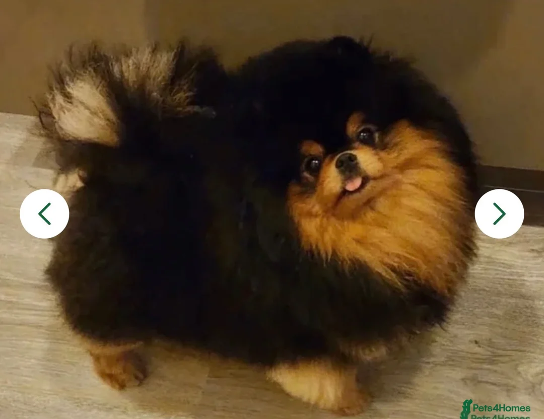 Pomeranian dogs for sale: Pomeranian girl kc registerd champion bloodline 🏆 - Advert 7